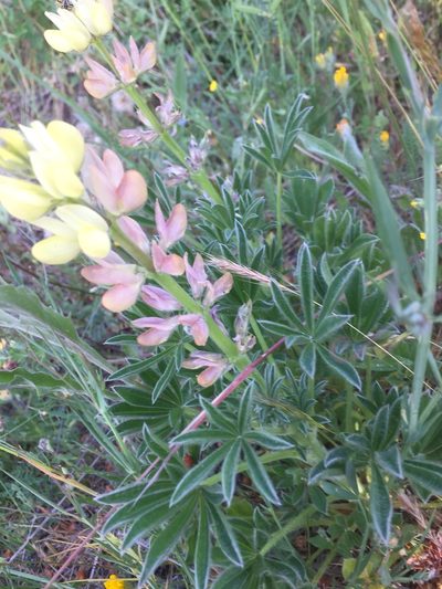 Lupinus gredensis, photographed by Andre Hosper