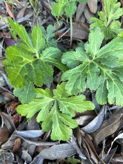 Sanicula hoffmannii, photographed by Kristen Nelson
