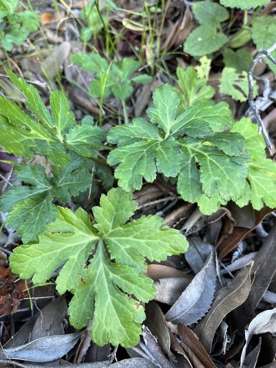 Sanicula hoffmannii, photographed by Kristen Nelson