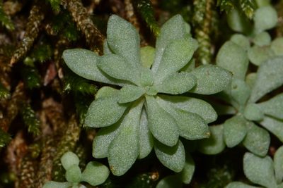 Sedum nevii, photographed by Brian Finzel