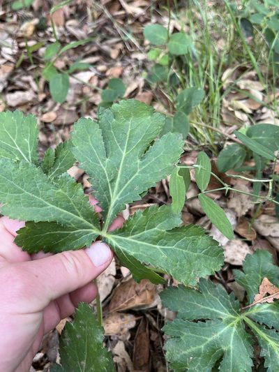 Sanicula hoffmannii, photographed by Kristen Nelson