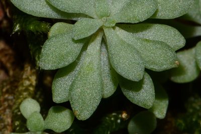 Sedum nevii, photographed by Brian Finzel