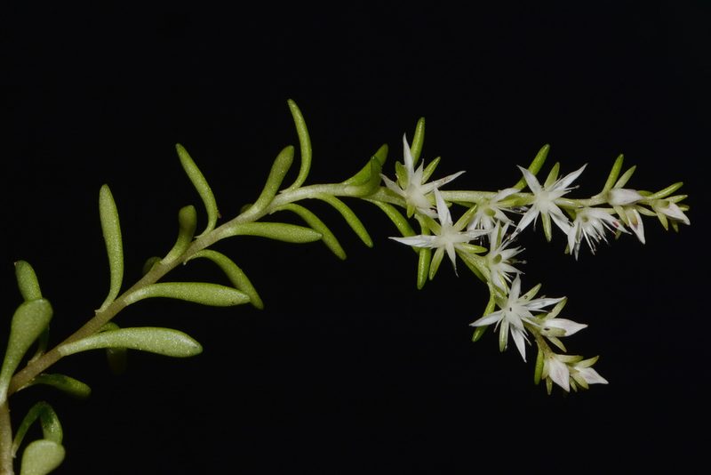 Sedum nevii, photographed by Brian Finzel