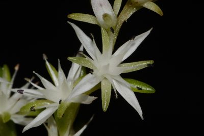 Sedum nevii, photographed by Brian Finzel