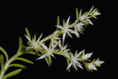Sedum nevii, photographed by Brian Finzel