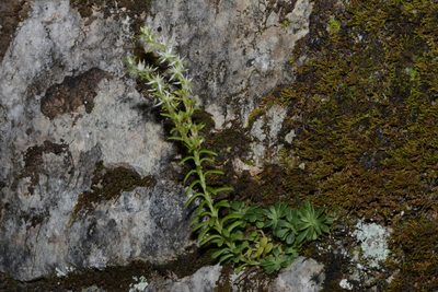 Sedum nevii, photographed by Brian Finzel