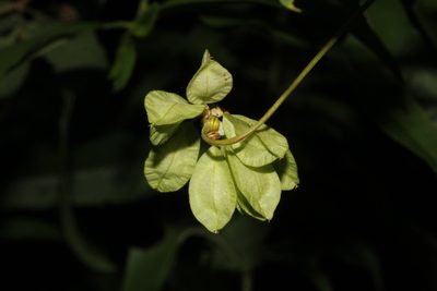 Urvillea ulmacea, photographed by Juan Cruzado Cortés