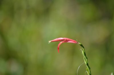 Dicliptera sexangularis, photographed by Josiah Londerée