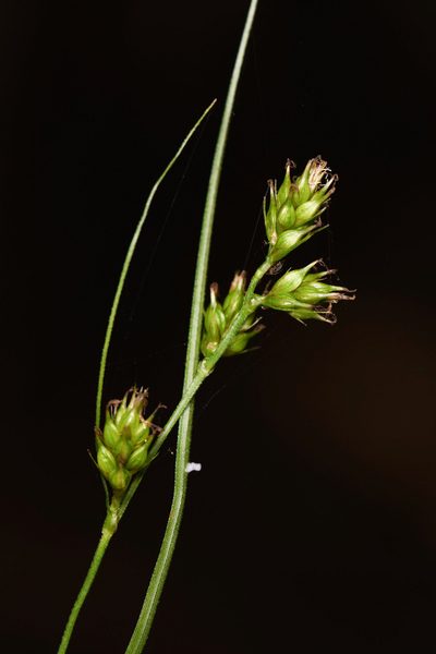 Carex polystachya, photographed by Trevor Van Loon