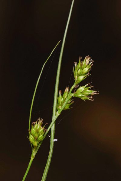 Carex polystachya, photographed by Trevor Van Loon