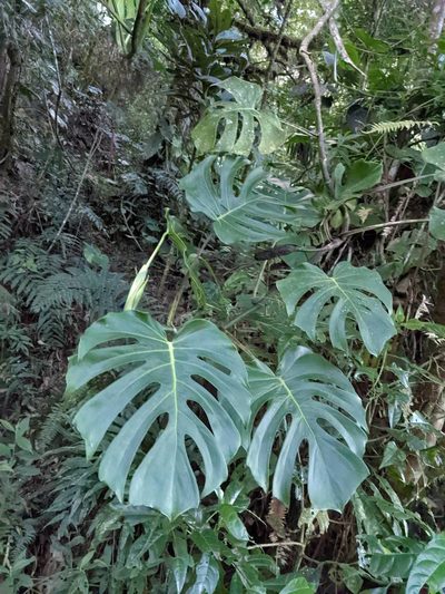 Monstera tacanaensis, photographed by Trevor Van Loon