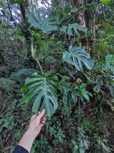 Monstera tacanaensis, photographed by Trevor Van Loon