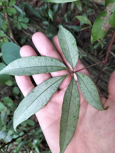 Cissus penninervis, photographed by Matthew Borella