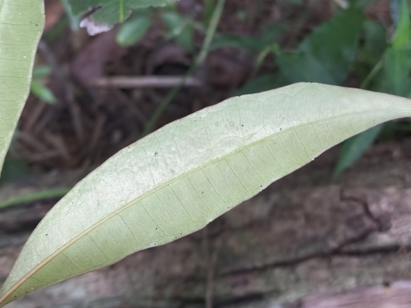 Cissus penninervis, photographed by Matthew Borella