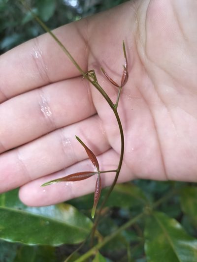 Cissus penninervis, photographed by Matthew Borella