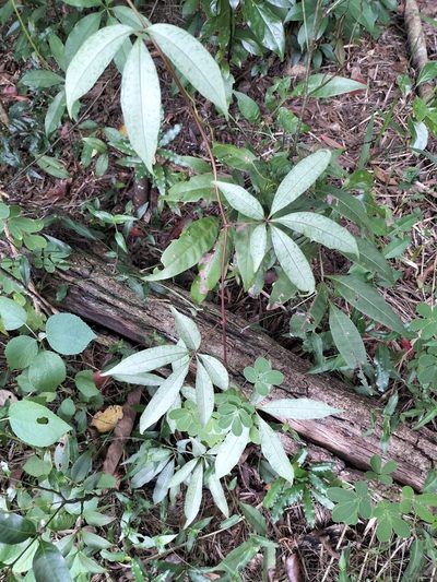 Cissus penninervis, photographed by Matthew Borella
