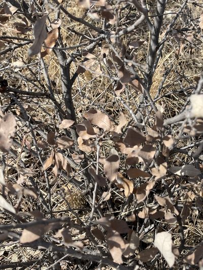 Quercus mohriana, photographed by CK2AZ