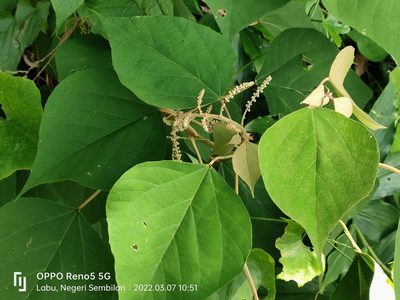 Mallotus paniculatus, photographed by Ong Jyh Seng