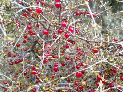 Coprosma decurva, photographed by John Barkla