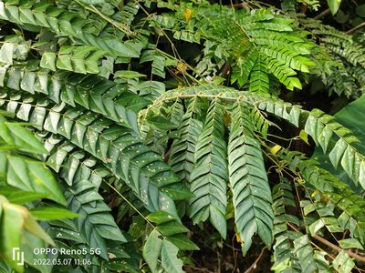 Archidendron clypearia
