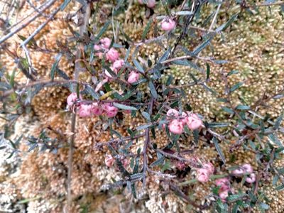 Gaultheria macrostigma, photographed by John Barkla