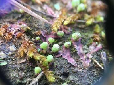 Asterella tenella, photographed by Jessica
