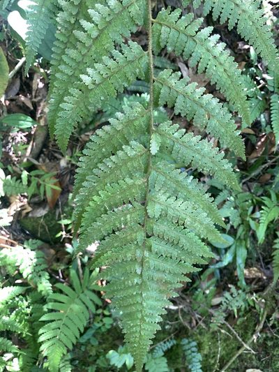 Microlepia trichocarpa, photographed by 呂一起(Lyu yi-chi)