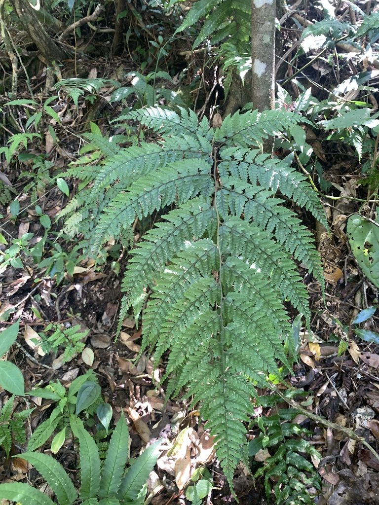 Athyrium clivicola, photographed by 呂一起(Lyu yi-chi)