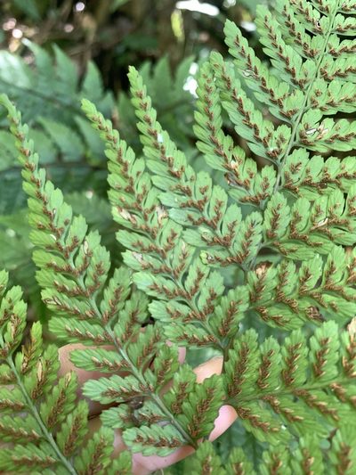 Athyrium clivicola, photographed by 呂一起(Lyu yi-chi)