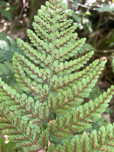 Athyrium clivicola, photographed by 呂一起(Lyu yi-chi)