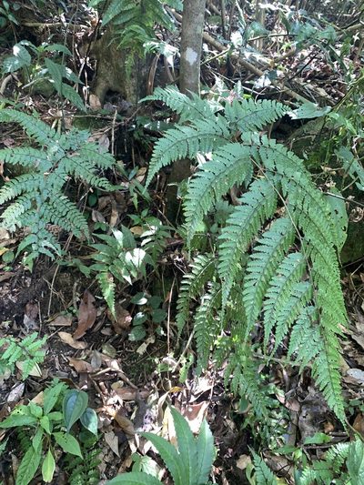 Athyrium clivicola, photographed by 呂一起(Lyu yi-chi)