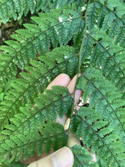 Athyrium clivicola, photographed by 呂一起(Lyu yi-chi)