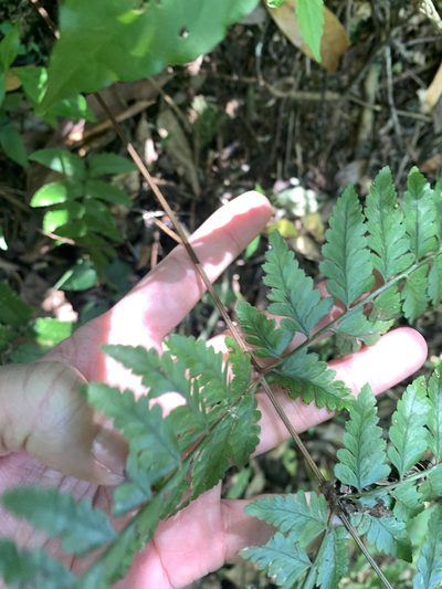 Athyrium clivicola, photographed by 呂一起(Lyu yi-chi)