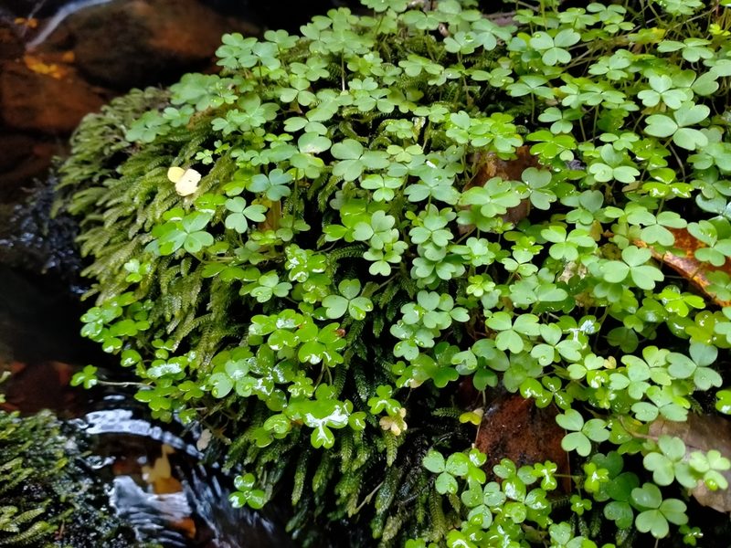 Oxalis magellanica, photographed by John Barkla