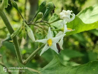 Solanum torvum, photographed by Ong Jyh Seng