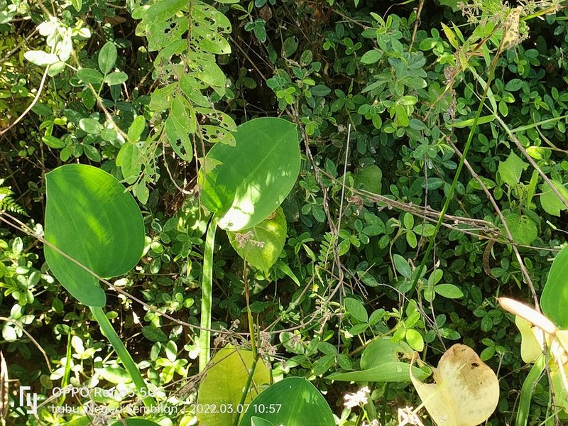 Limnocharis flava, photographed by Ong Jyh Seng