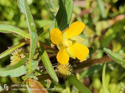 Ludwigia hyssopifolia, photographed by Ong Jyh Seng