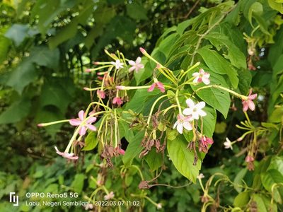 Combretum indicum, photographed by Ong Jyh Seng