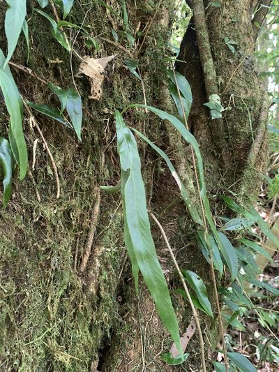 Asplenium ensiforme, photographed by 呂一起(Lyu yi-chi)