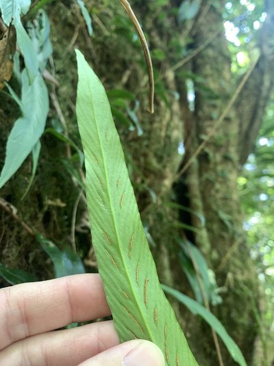 Asplenium ensiforme, photographed by 呂一起(Lyu yi-chi)