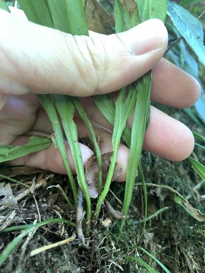 Asplenium ensiforme, photographed by 呂一起(Lyu yi-chi)