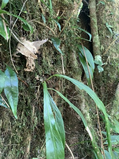 Asplenium ensiforme, photographed by 呂一起(Lyu yi-chi)