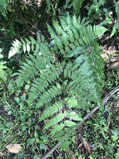 Cornopteris banajaoensis, photographed by 呂一起(Lyu yi-chi)