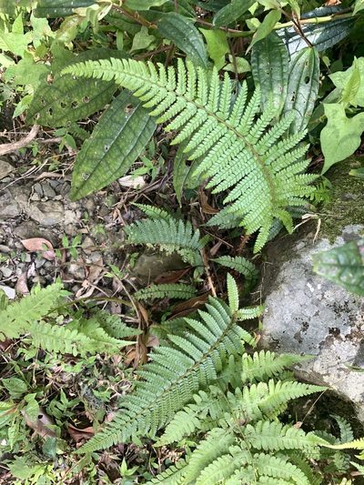 Polystichum parvipinnulum, photographed by 呂一起(Lyu yi-chi)