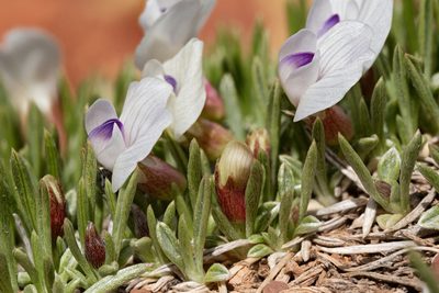 Astragalus simplicifolius, photographed by Cecelia Alexander