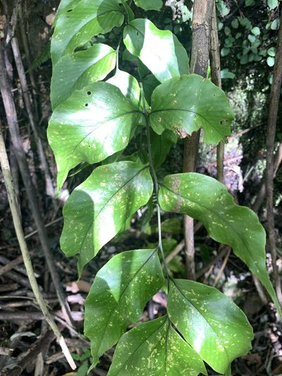 Cyrtomium caryotideum, photographed by 呂一起(Lyu yi-chi)