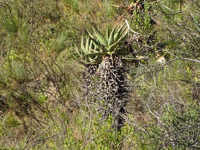 Aloe ferox, photographed by Shaun Swanepoel
