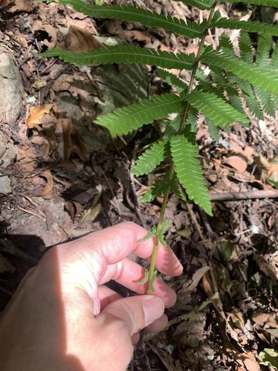 Pseudocyclosorus esquirolii, photographed by 呂一起(Lyu yi-chi)