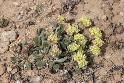 Eriogonum flavum, photographed by Cecelia Alexander