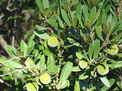 Diospyros dichrophylla, photographed by Shaun Swanepoel